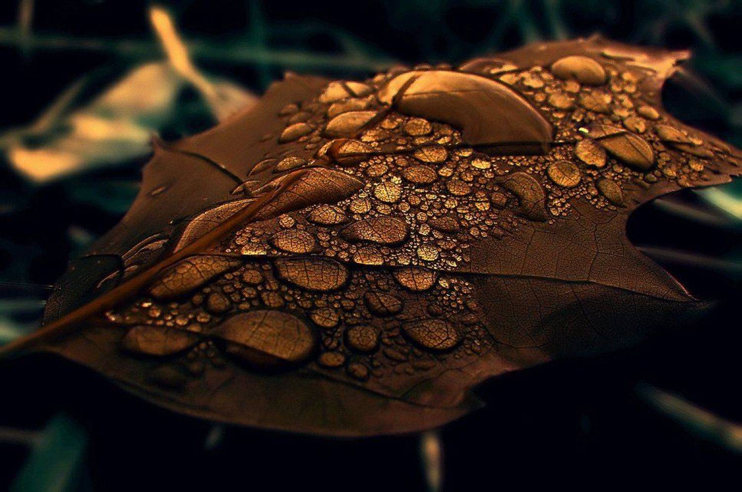 wake,macro,leaf,sony, Emerald Wake