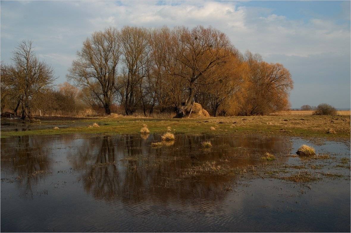 , Николай Шахманцир