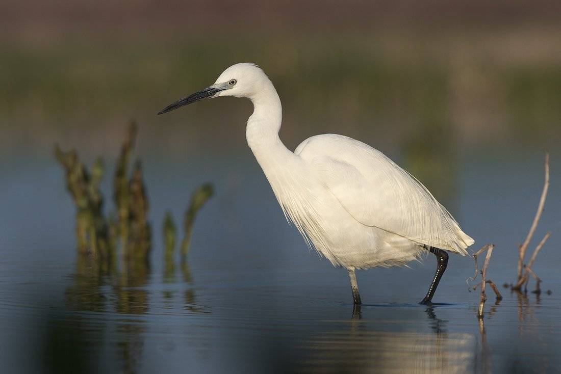 , Евгени Стефанов