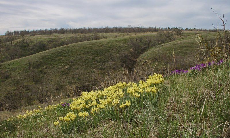 Весна на Дону. фото превью