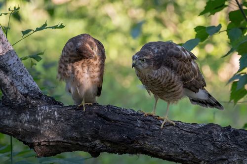 ястребки (слётки)
