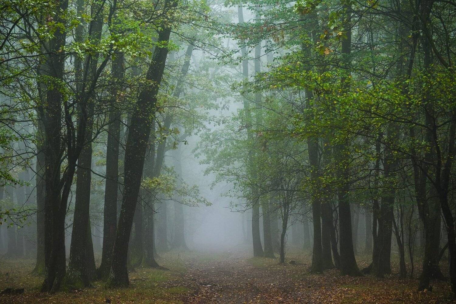 , Stefan Chirobocea