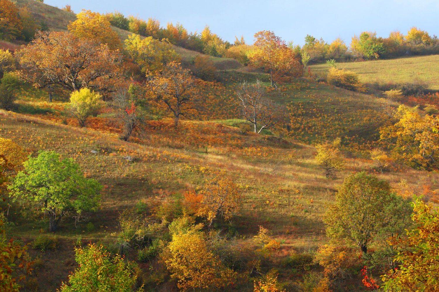осень,пейзаж,горы,лес,природа,дагестан., Marat Magov