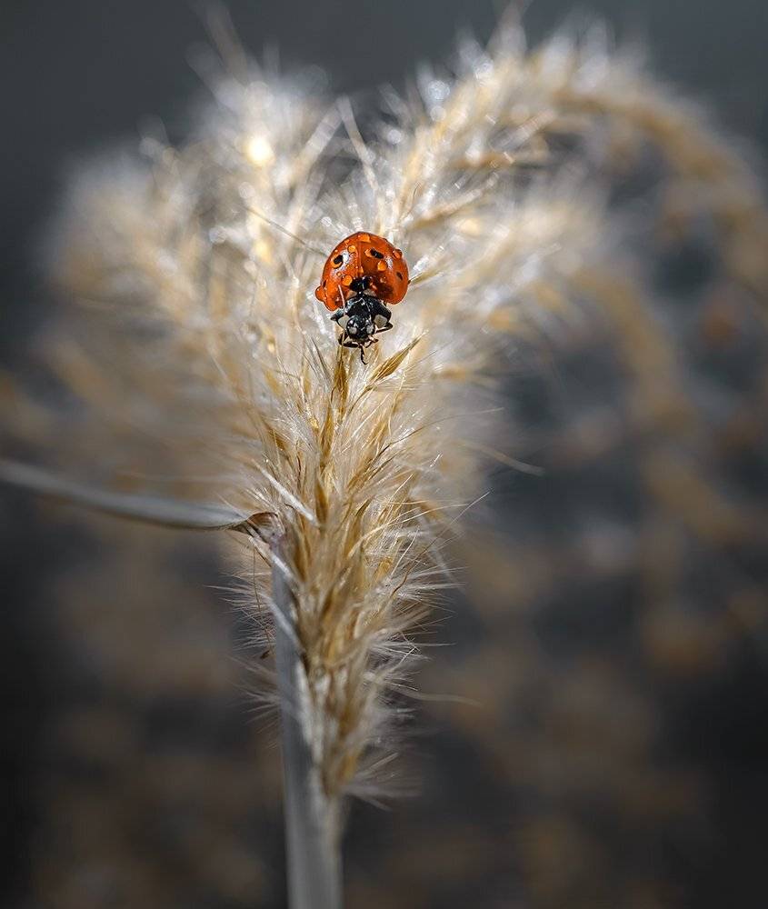 природа, макро, осень, насекомое, жук, божья коровка, злаки, Неля Рачкова