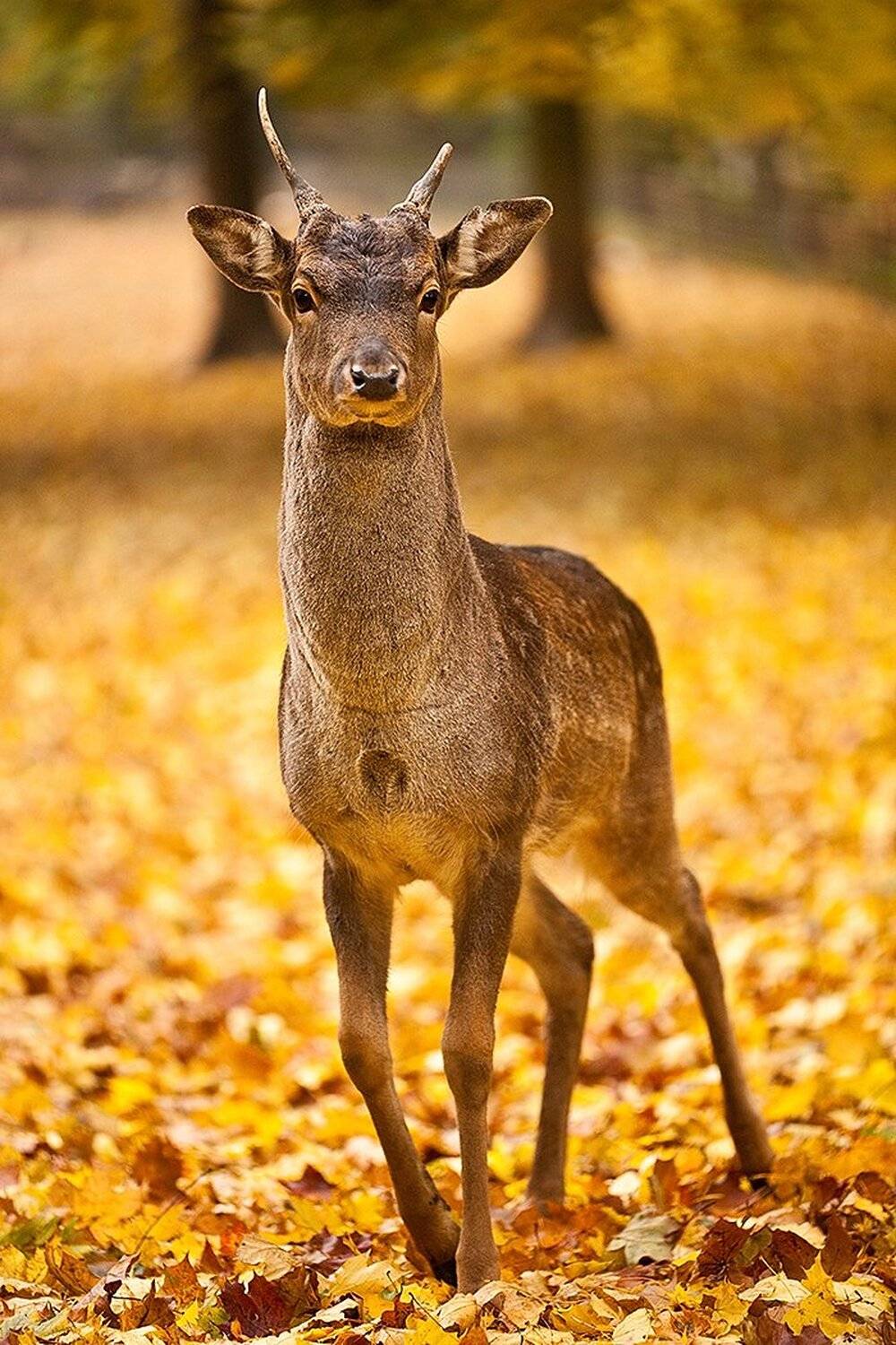 , Robert Adamec