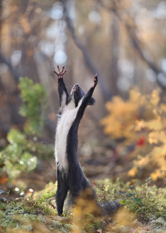 нерюнгри, белка, якутия, дикие_животные, осень Осенний дирижер фото превью