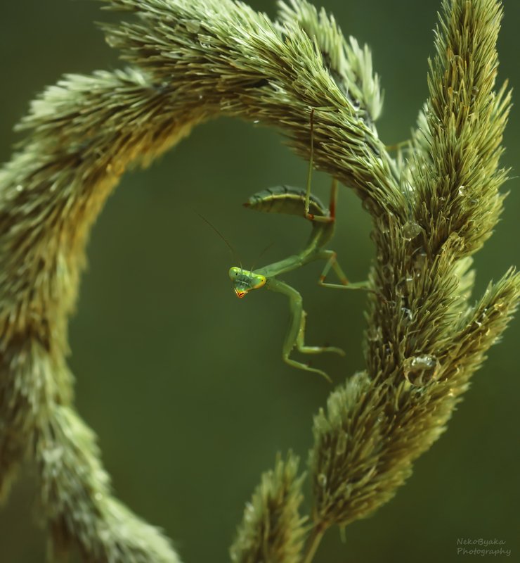 макро, природа, насекомые, богомол, macro, nature, insects, mantis, Из жизни богомолов фото превью