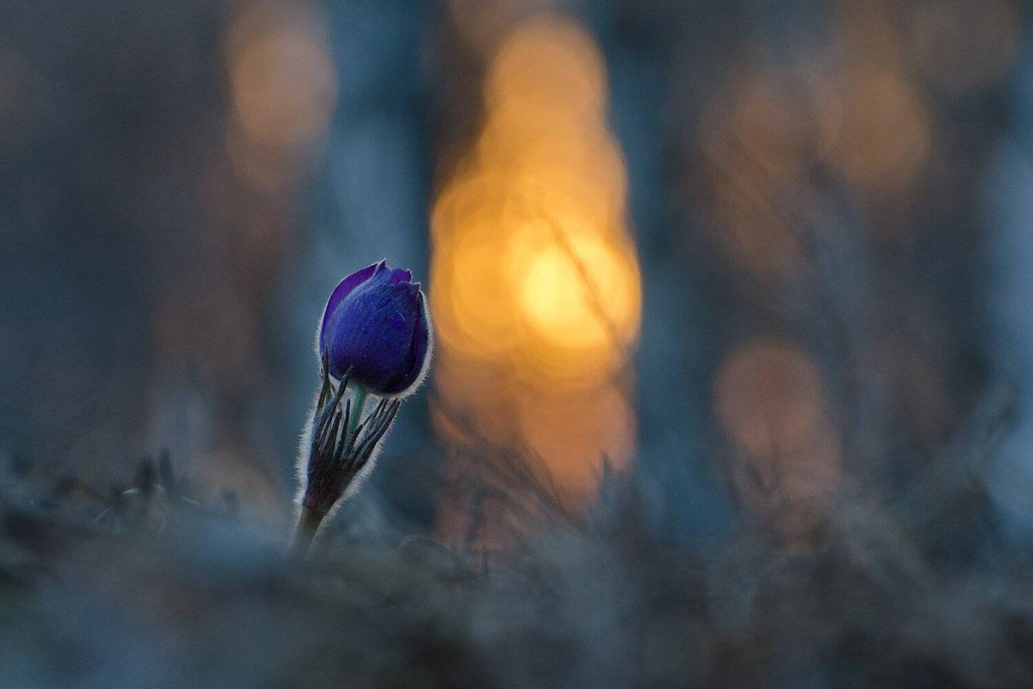 сон - трава, вечер, Михаил Агеев