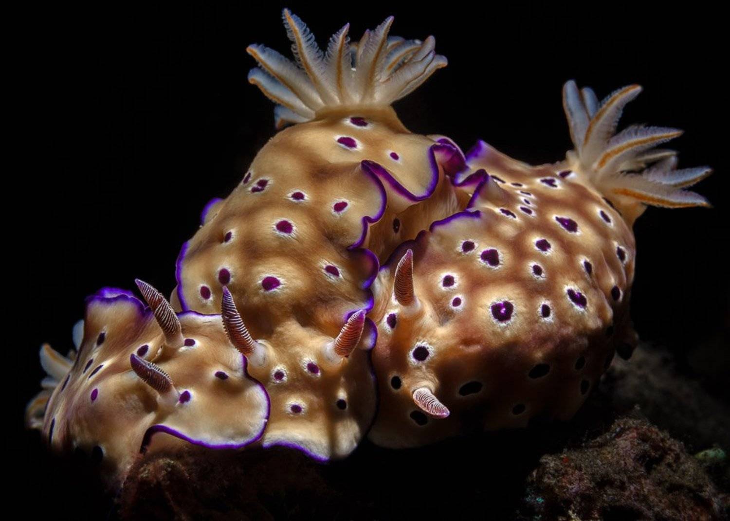 nudibranches, Андрей Савин