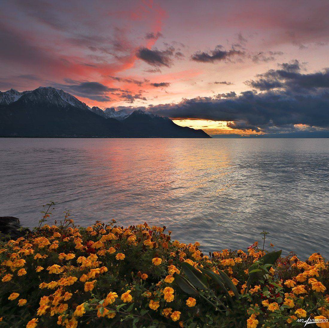 swiss, Матвеев Николай