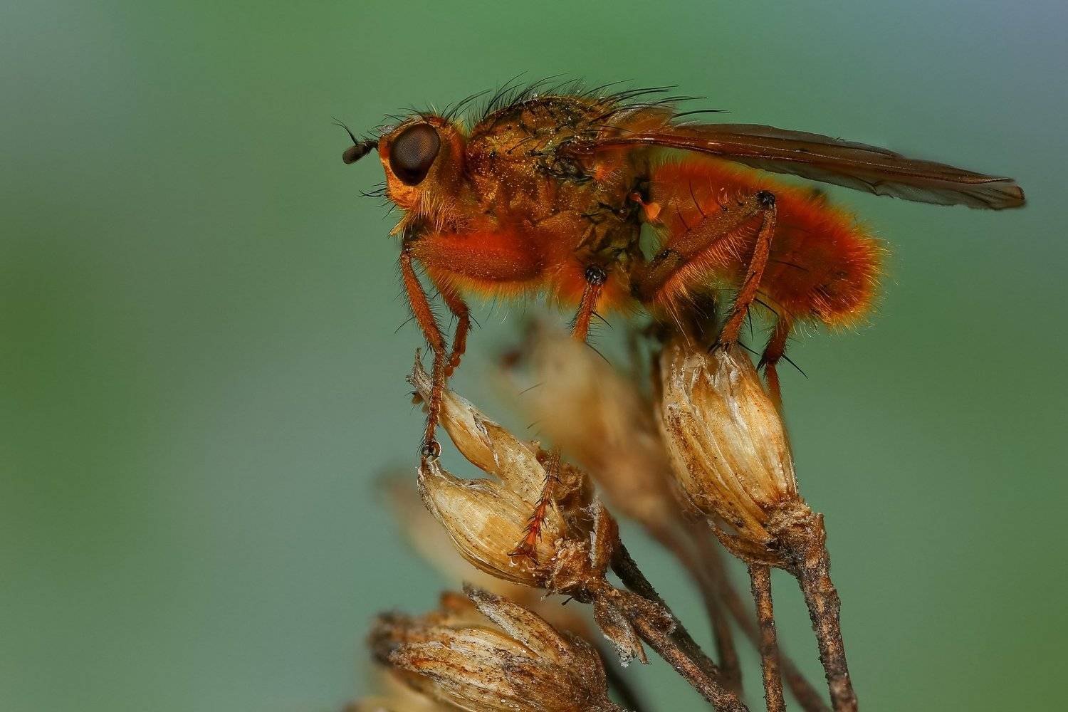 макро,природа,муха,насекомое,цвет,коричневый,зеленый,животное,растение, Андрей Шаповалов