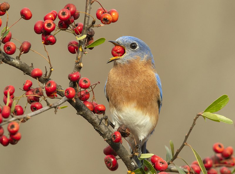 восточная сиалия, eastern bluebird,bluebird Любитель ягод. Восточная сиалия. самец фото превью