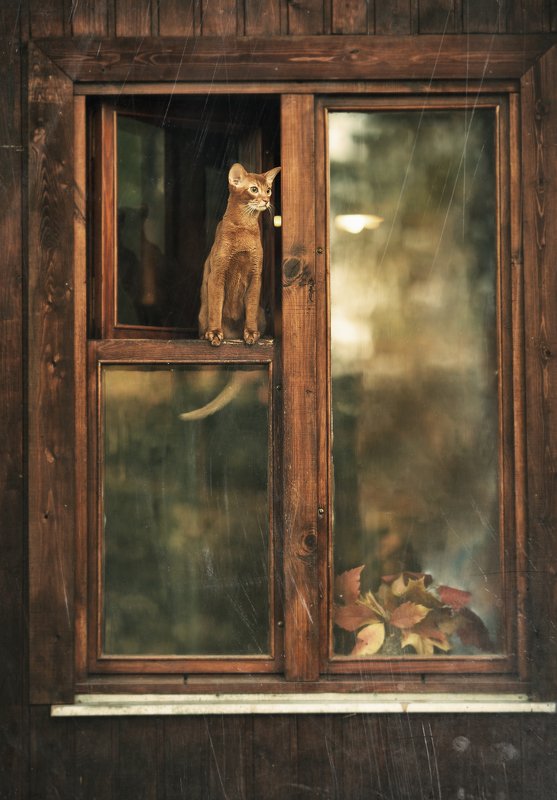 *** фото превью