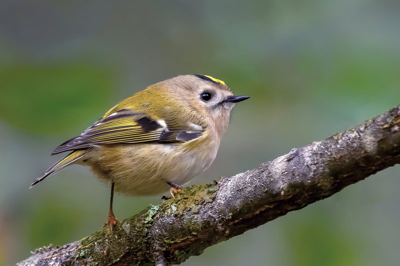 Goldcrest фото превью