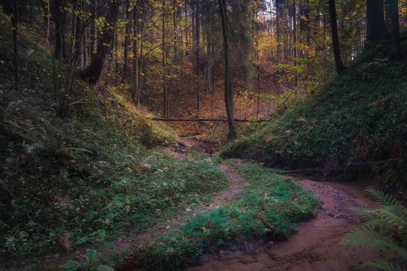 Осень в таинственном лесу фото превью