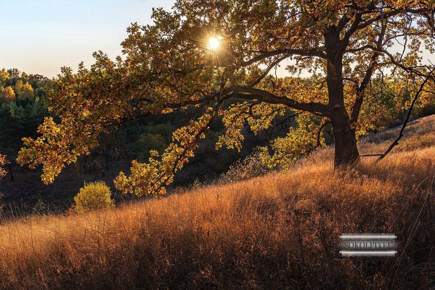 , Андрей Cоколов