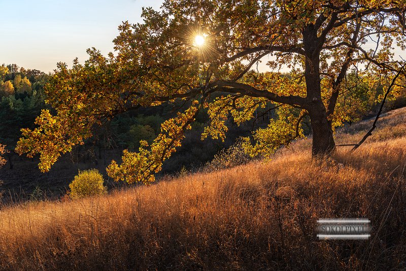 Осенний дуб фото превью