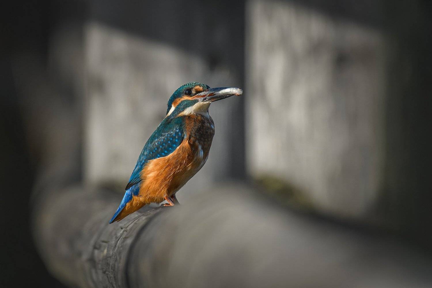 real wildlife, wildlife, nature, wildlife photographer, bird photography, зимородок, kingfisher, birds, bird, sa_travelmedia, featured nature, birdwatching, Aleksey Sharypin