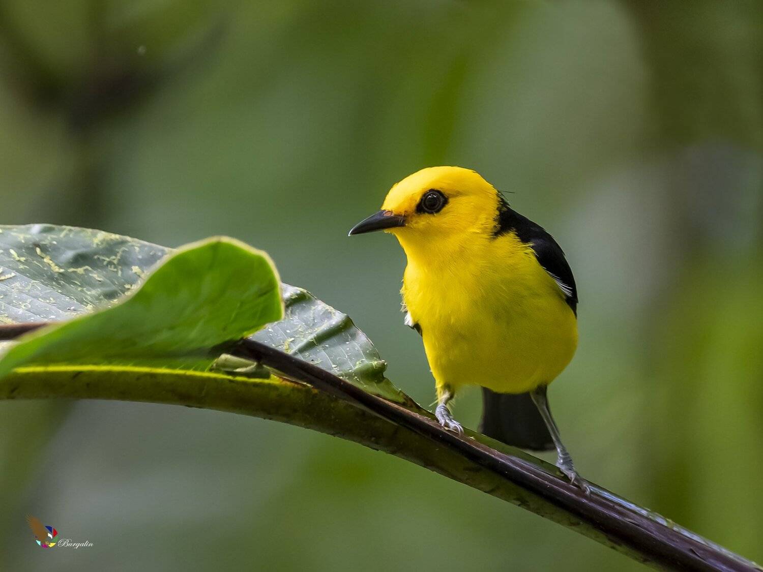 , Fernando Burgalin Sequeira