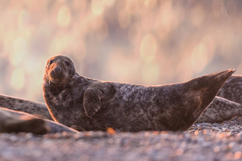 good morning seal фото превью