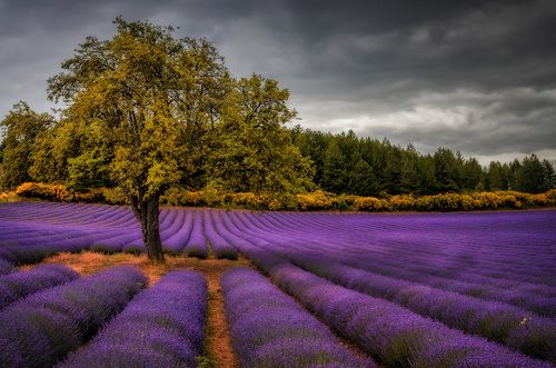 tree in lavender