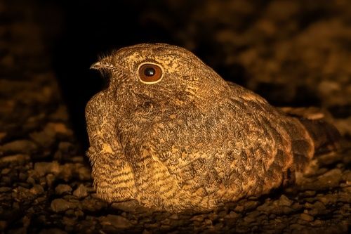 Sykes's nightjar