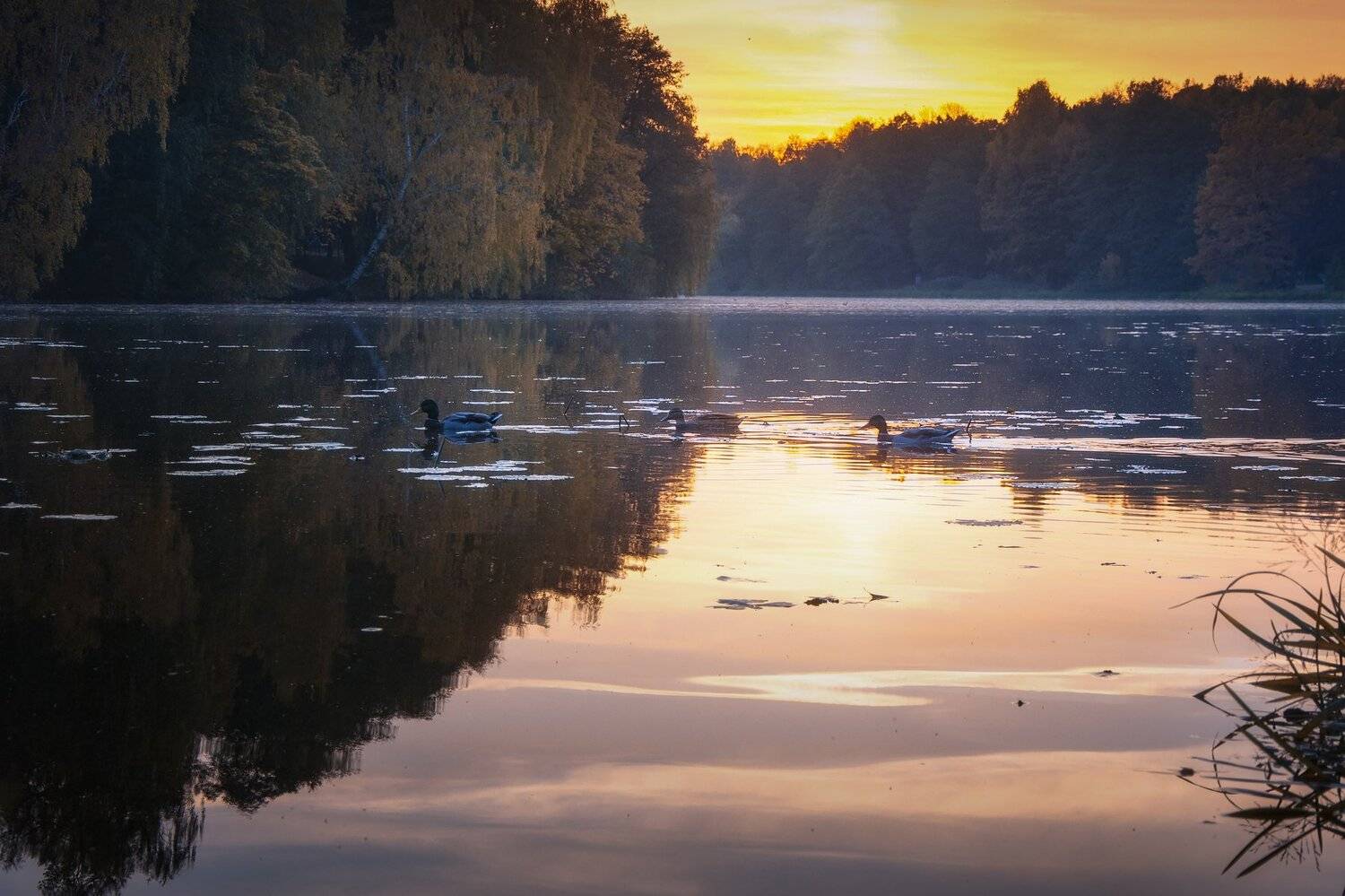 утки, пруд, природа, пейзаж, осень, закат, Павел Ныриков