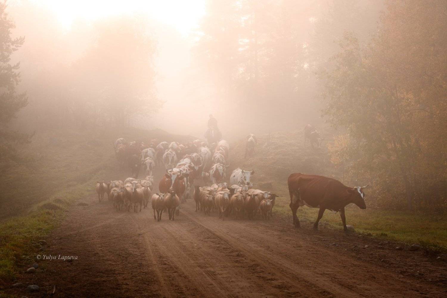 карелия, хутор микли, октябрь, Юлия Лаптева