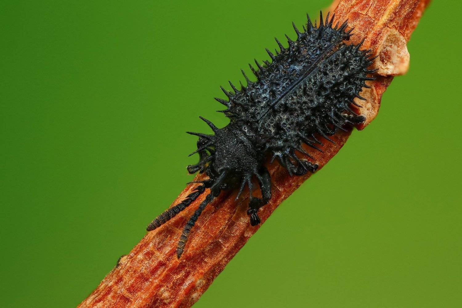 макро,природа,жук,насекомое,цвет,коричневый,зеленый,животное,растение,черный,ветка, Андрей Шаповалов