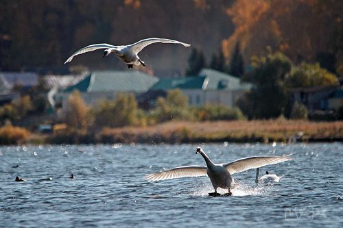 На земле, в небесах и на море