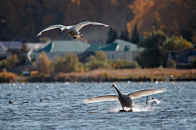 животные птицы лебеди-шипуны осень башкирия озеро кандры-куль На земле, в небесах и на море фото превью