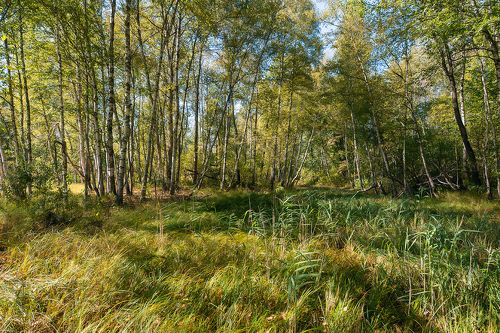 Галопом по Мещёре