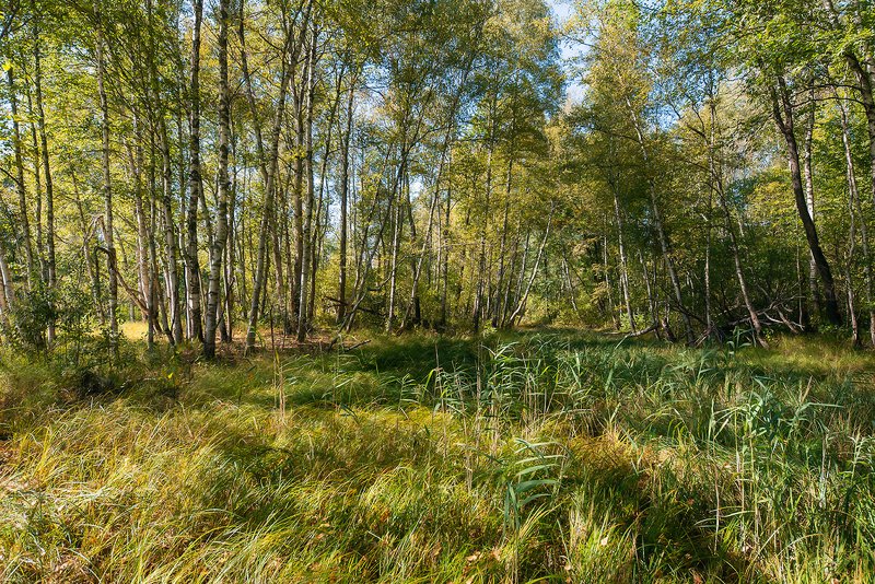 мещера, старицы, берёзы, река, лес Галопом по Мещёре фото превью