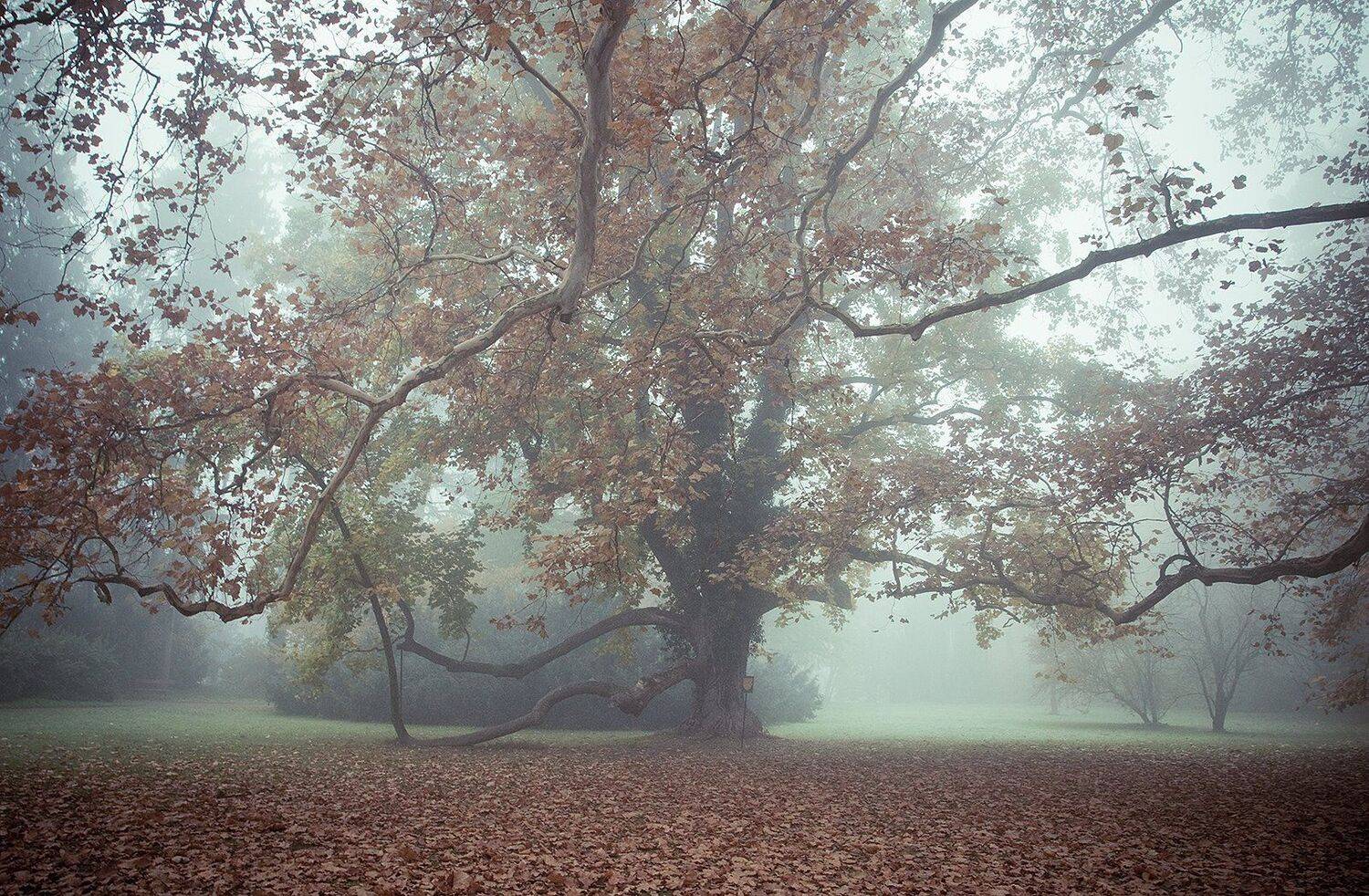 , Robert Adamec
