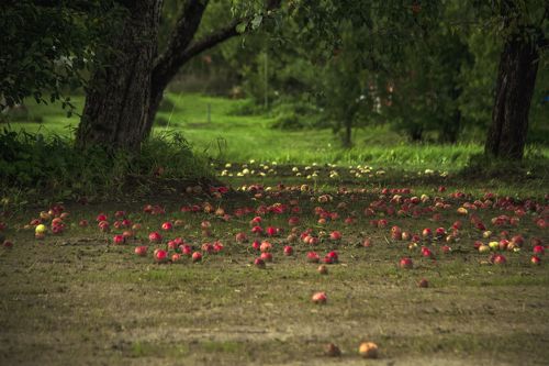 autumn garden with apple and apple trees