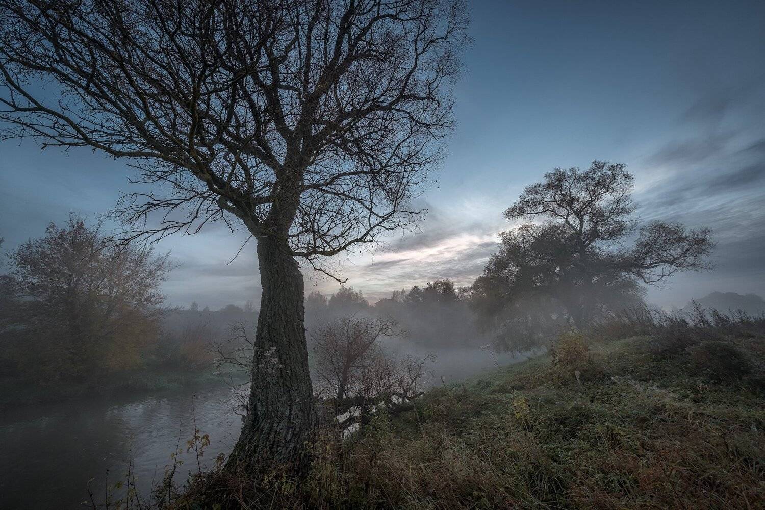 истра, река, деревья, гиганты, старые, утро, туман, рассвет, Андрей Чиж