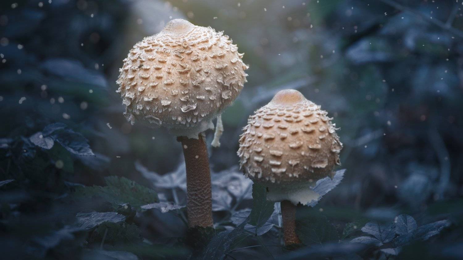 , Михайло Павленко