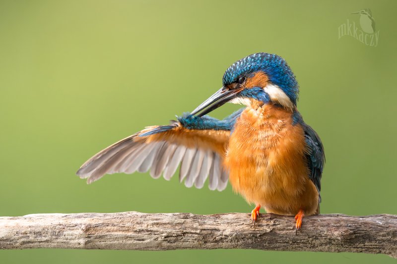 Przystojniak фото превью