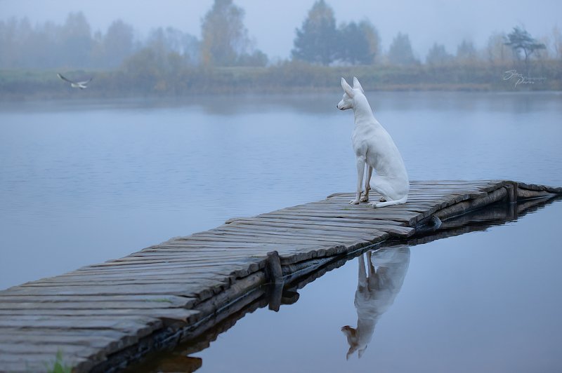 Утренняя меланхолия... фото превью