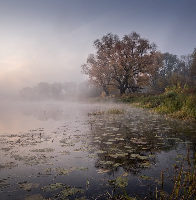 природа утро туман деревья На озере осень фото превью