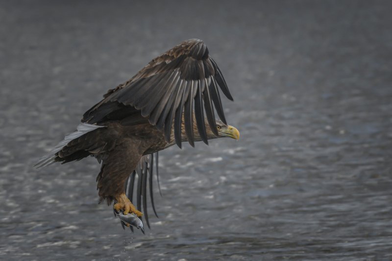 Steel talons фото превью