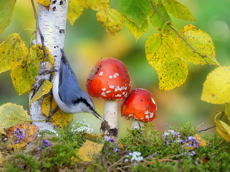 В осеннем лесу 2 фото превью