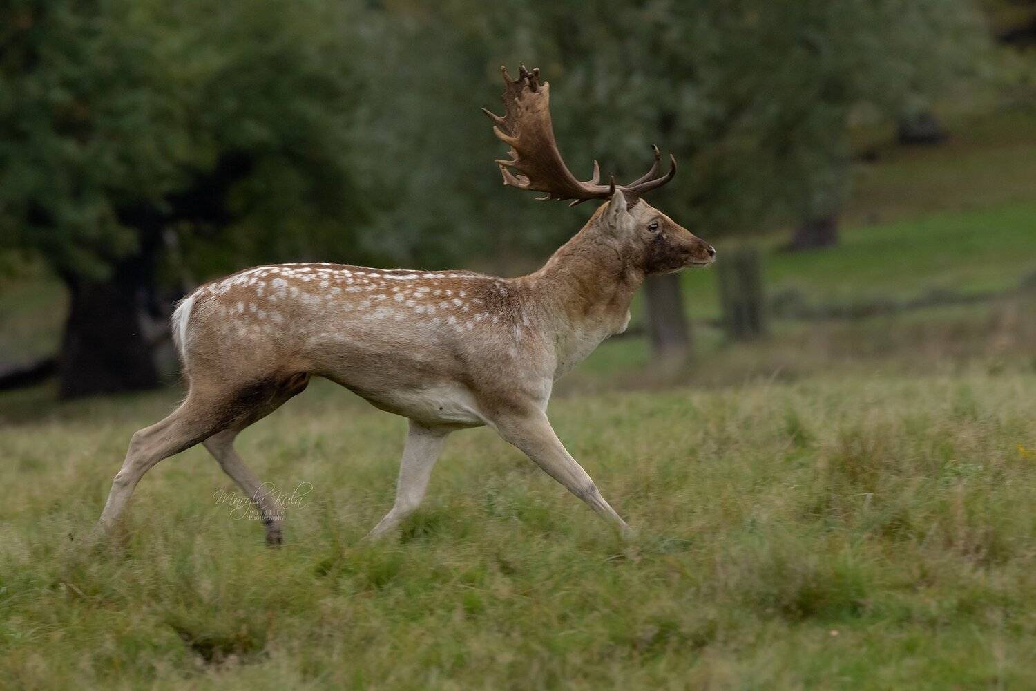 fallow deer, deer, animals, nature, wildlife, woods, canon, MARIA KULA