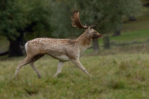 Fallow Deer