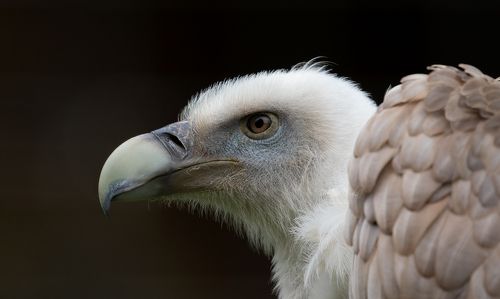 White Backed Vulture