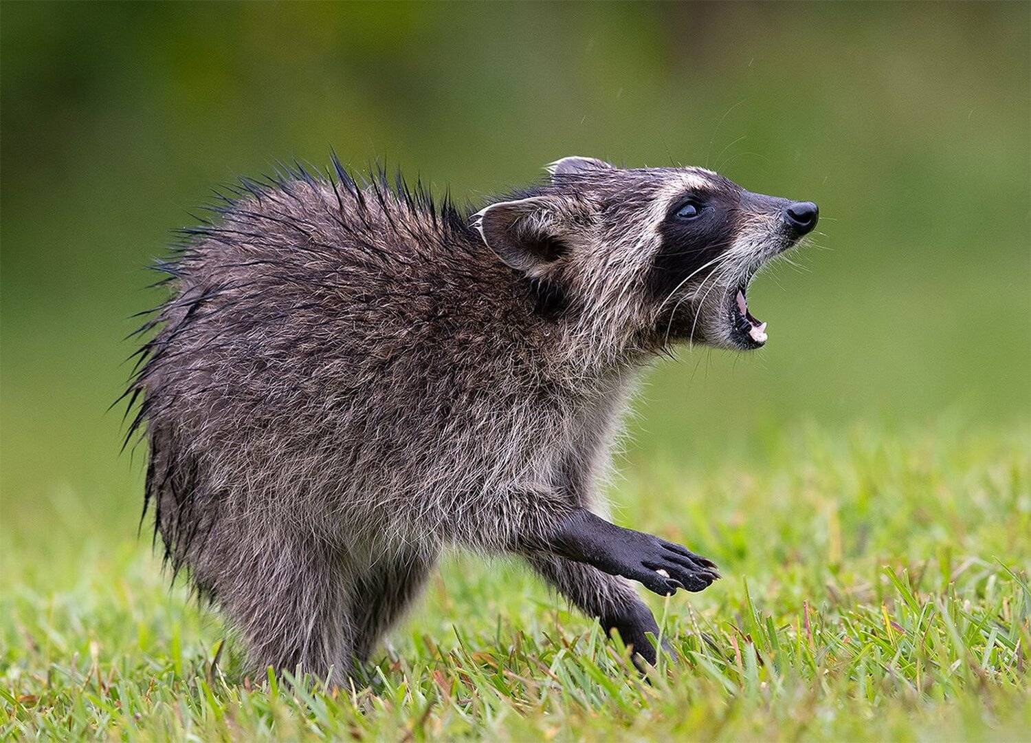 енот обыкновенный, енот-полоскун, raccoon, енот, дикие животные, животные, animals, Elizabeth Etkind