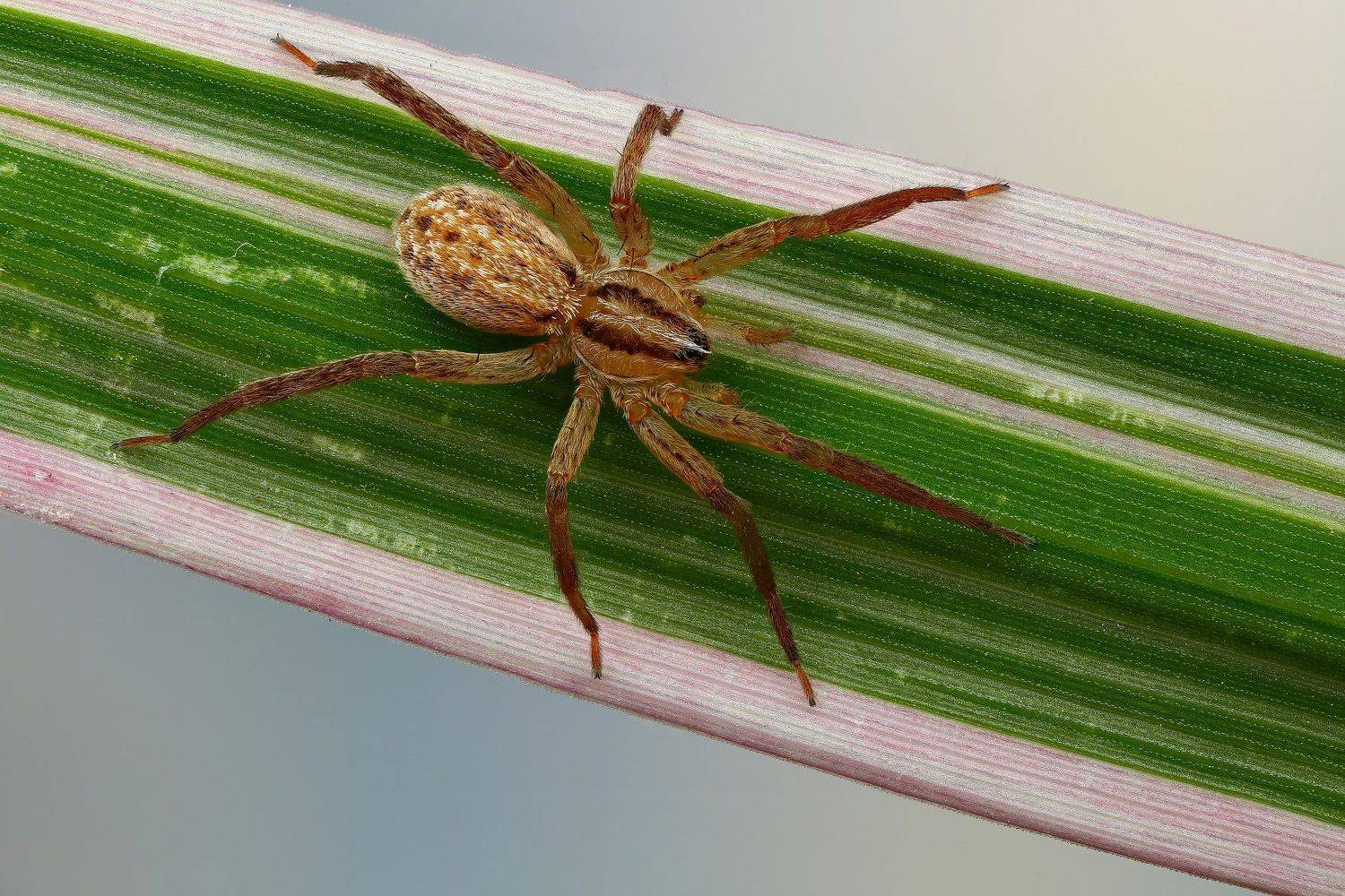 макро,природа,паук,цвет,коричневый,зеленый,животное,растение,трава,голубой, Андрей Шаповалов