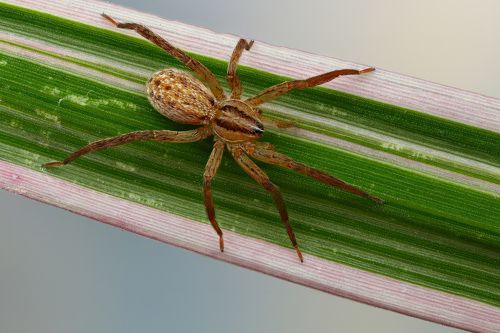 Магистраль