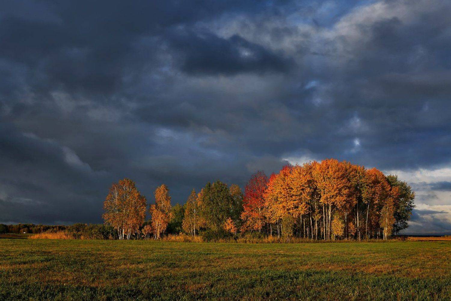 природа, пейзаж, осень, гроза, тучи, вечер, закат, лес, Sokolova Tatiana