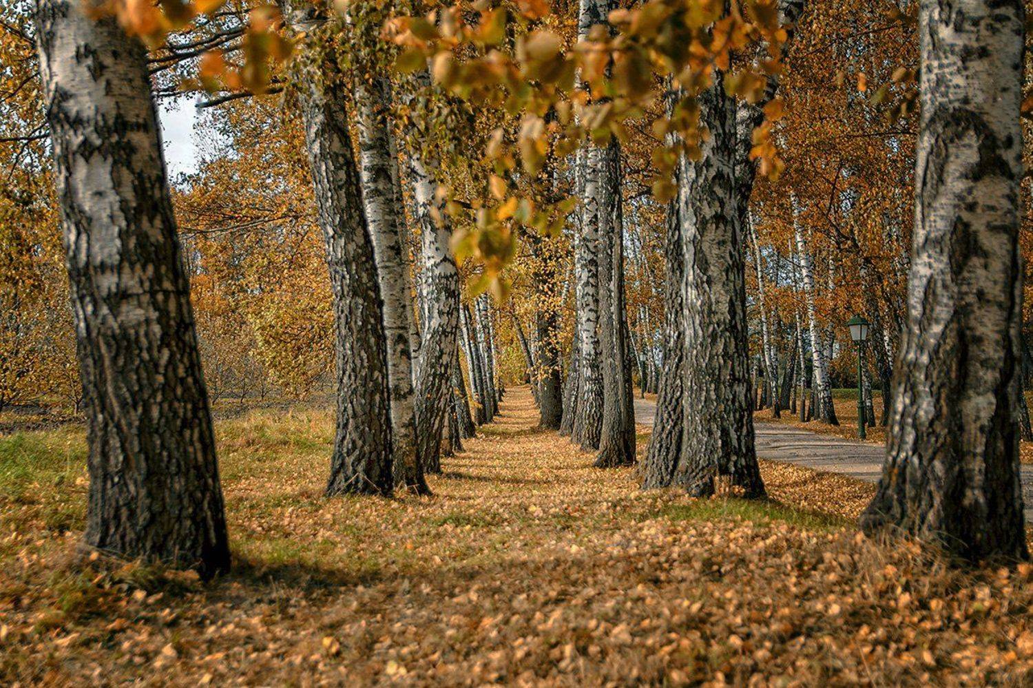 , Анатолий Зверев